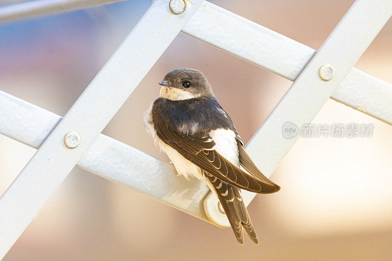 谷仓燕子(Hirundo rustica)在我的窗口靠近。躺在我的衣架上